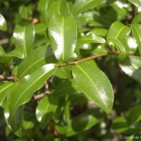 Ochna lanceolata Spreng.